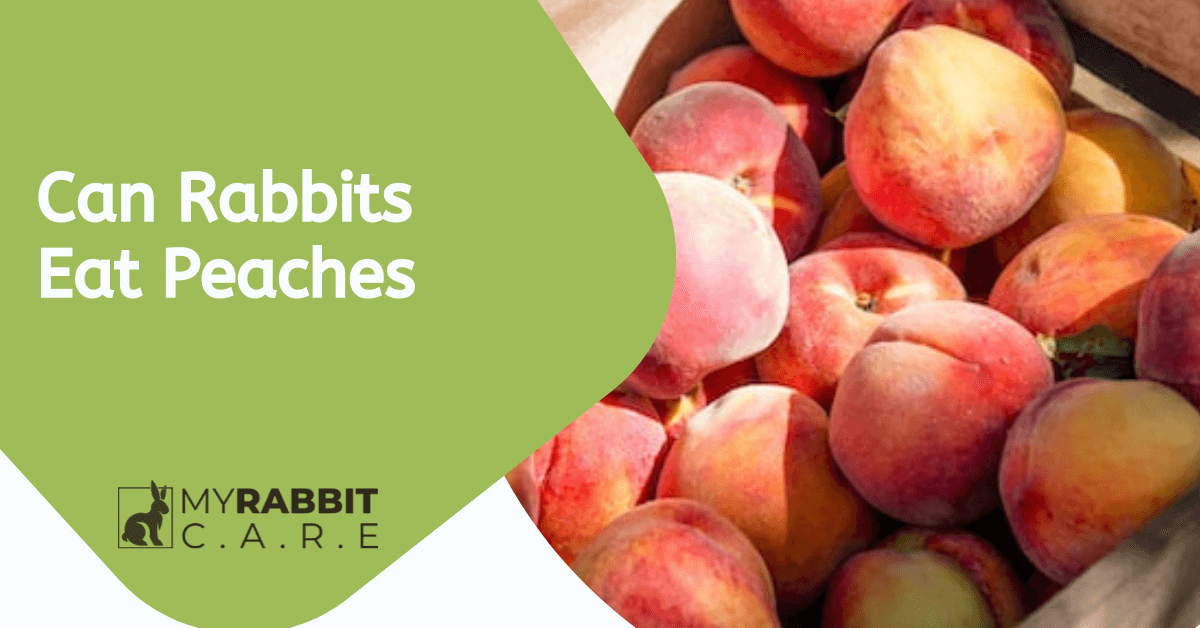 Can Rabbits Eat Peaches? Benefits and When It Can Be Harmful