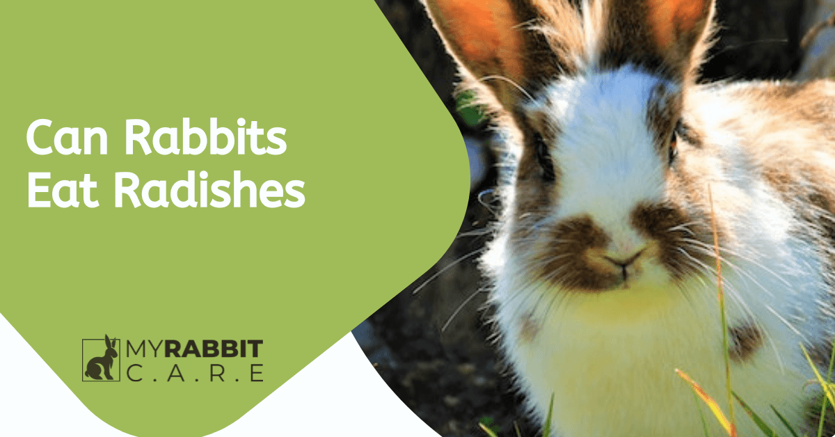 Can Rabbits Eat Radishes? Nutrition Facts & Health Concerns