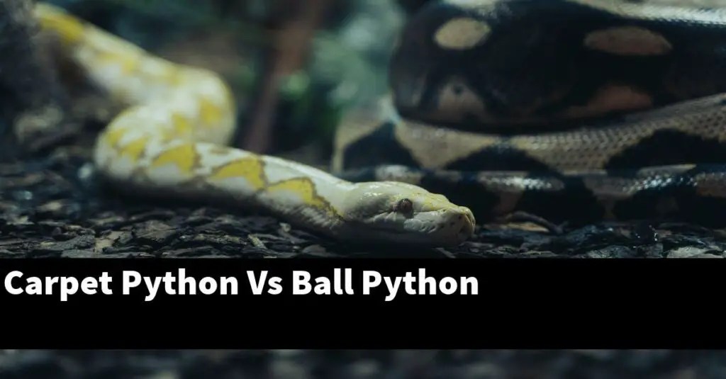 Carpet Python Vs Ball Python What Are The Differences? My Reptile Blog
