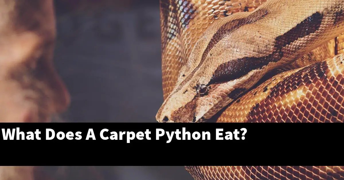What Does A Carpet Python Eat? My Reptile Blog