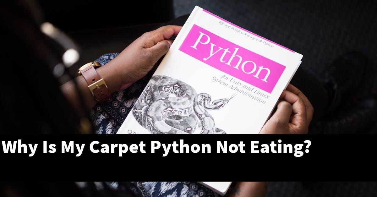 Why Is My Carpet Python Not Eating? My Reptile Blog