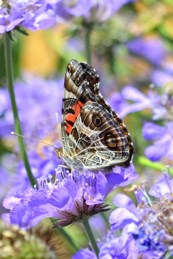 Scabiosa columbaria 'Butterfly Blue' Pincushion Flower Myriad
