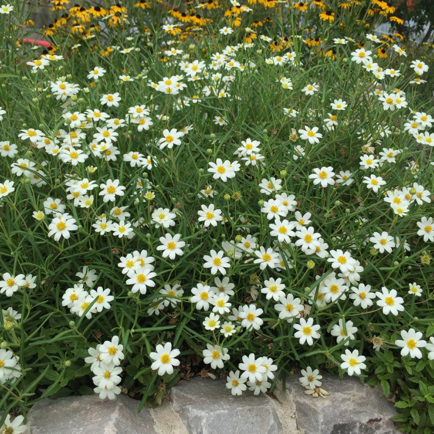 Melampodium leucanthum Blackfoot Daisy Myriad Botanical Gardens