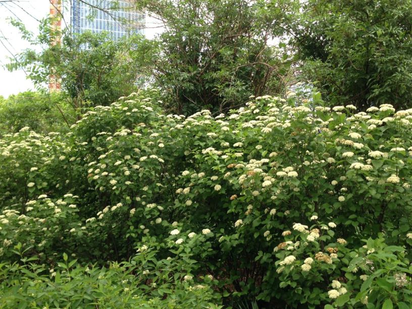 Viburnum dentatum 'Christom' Blue Muffin Arrowwood Viburnum Myriad