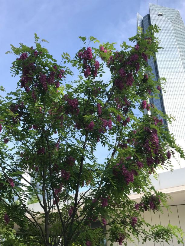 Robinia pseudoacacia 'Purple Robe' Black Locust Myriad Botanical