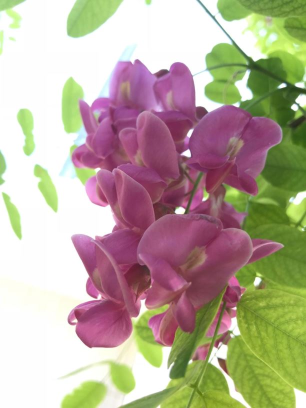 Robinia pseudoacacia 'Purple Robe' Black Locust Myriad Botanical