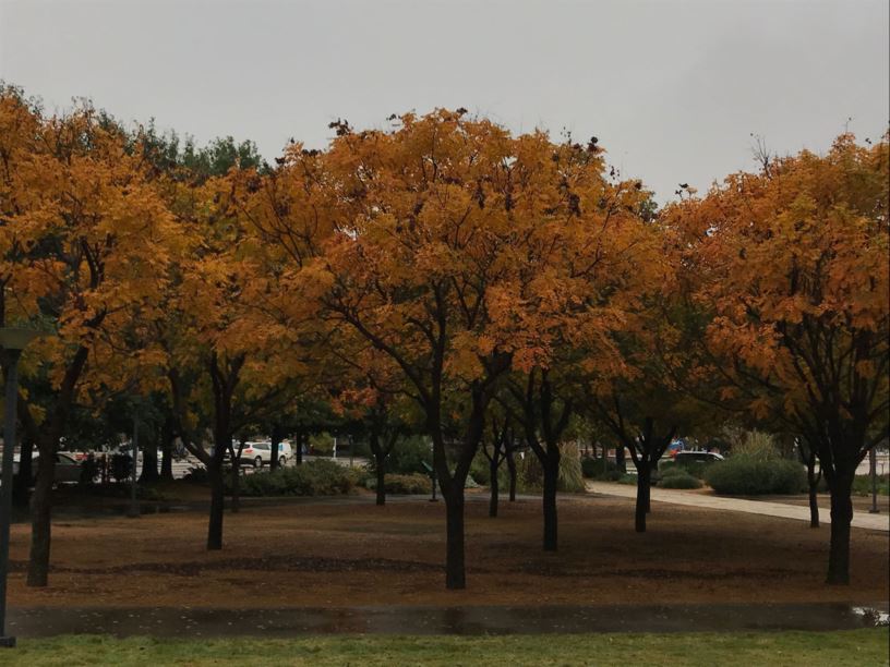 Koelreuteria paniculata Golden Raintree Myriad Botanical Gardens