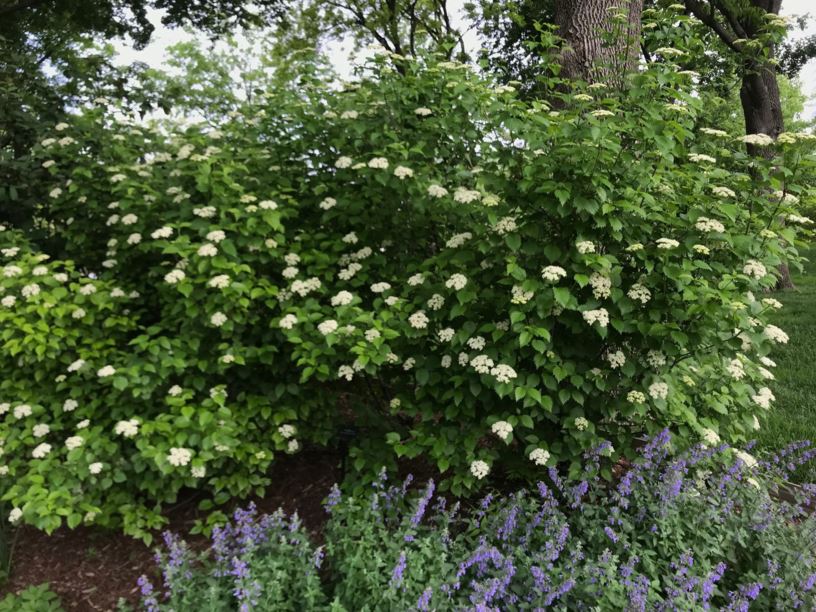 Viburnum dentatum 'Christom' Blue Muffin Arrowwood Viburnum Myriad