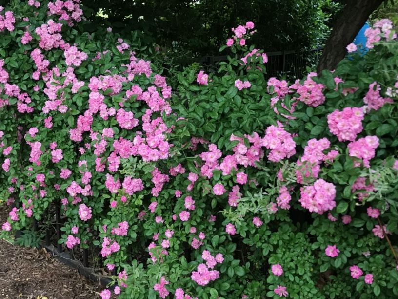 Rosa 'Peggy Martin' Climbing Thornless Rose Myriad Botanical