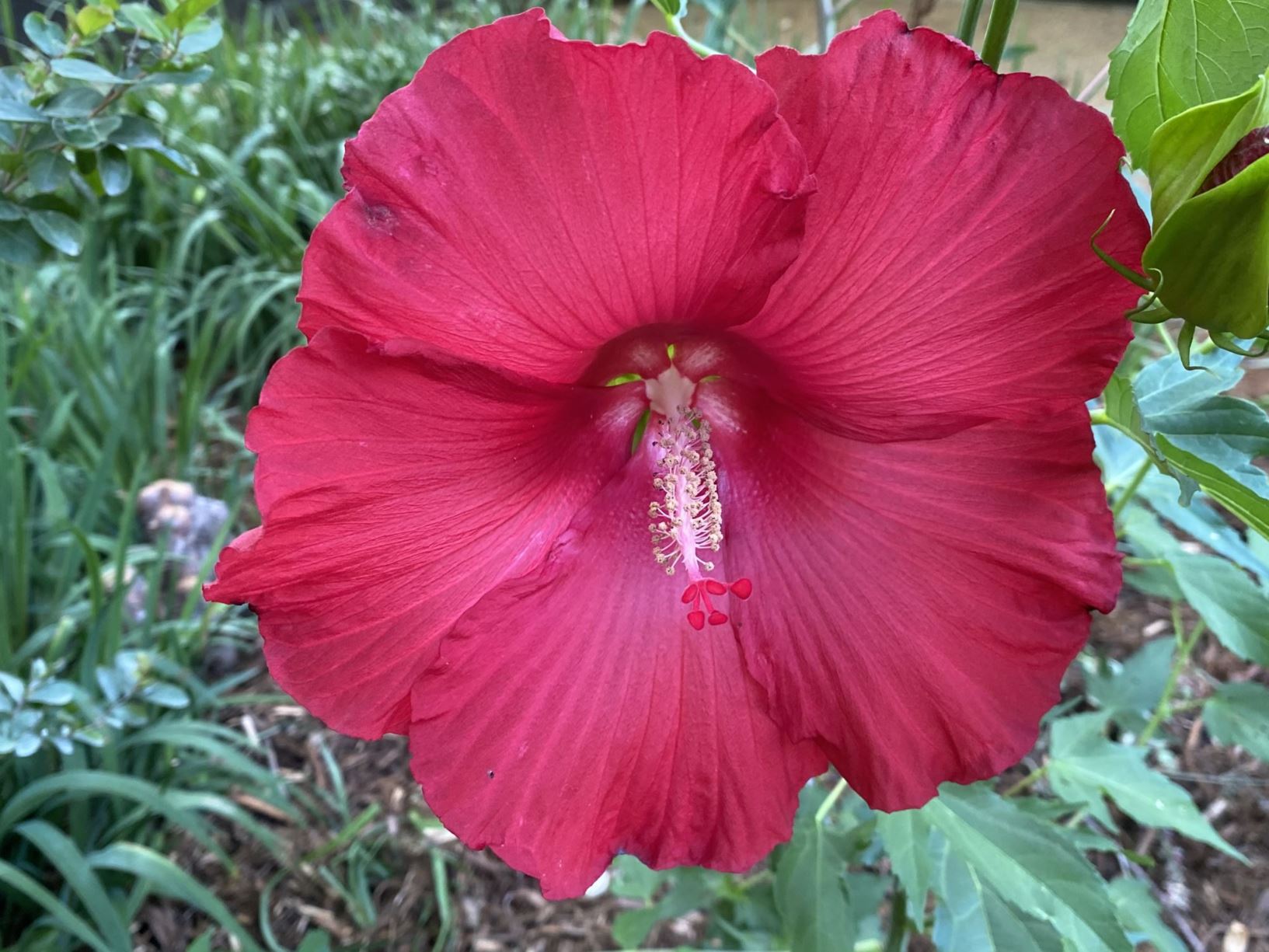 Hibiscus 'Lord Baltimore' Hardy Hibiscus Myriad Botanical Gardens
