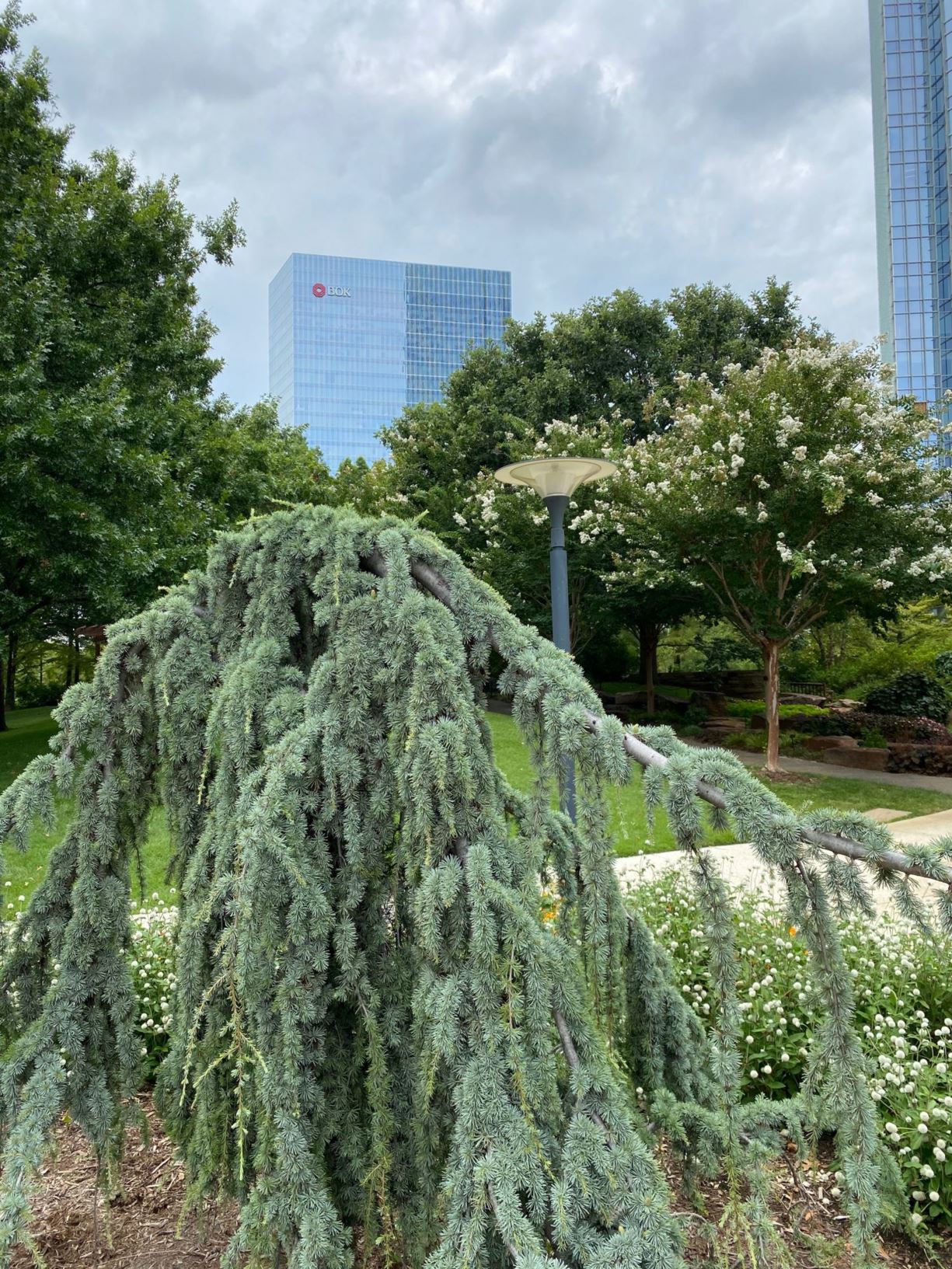 Cedrus atlantica 'Glauca Pendula' Weeping Blue Atlas Cedar Myriad Botanical Gardens