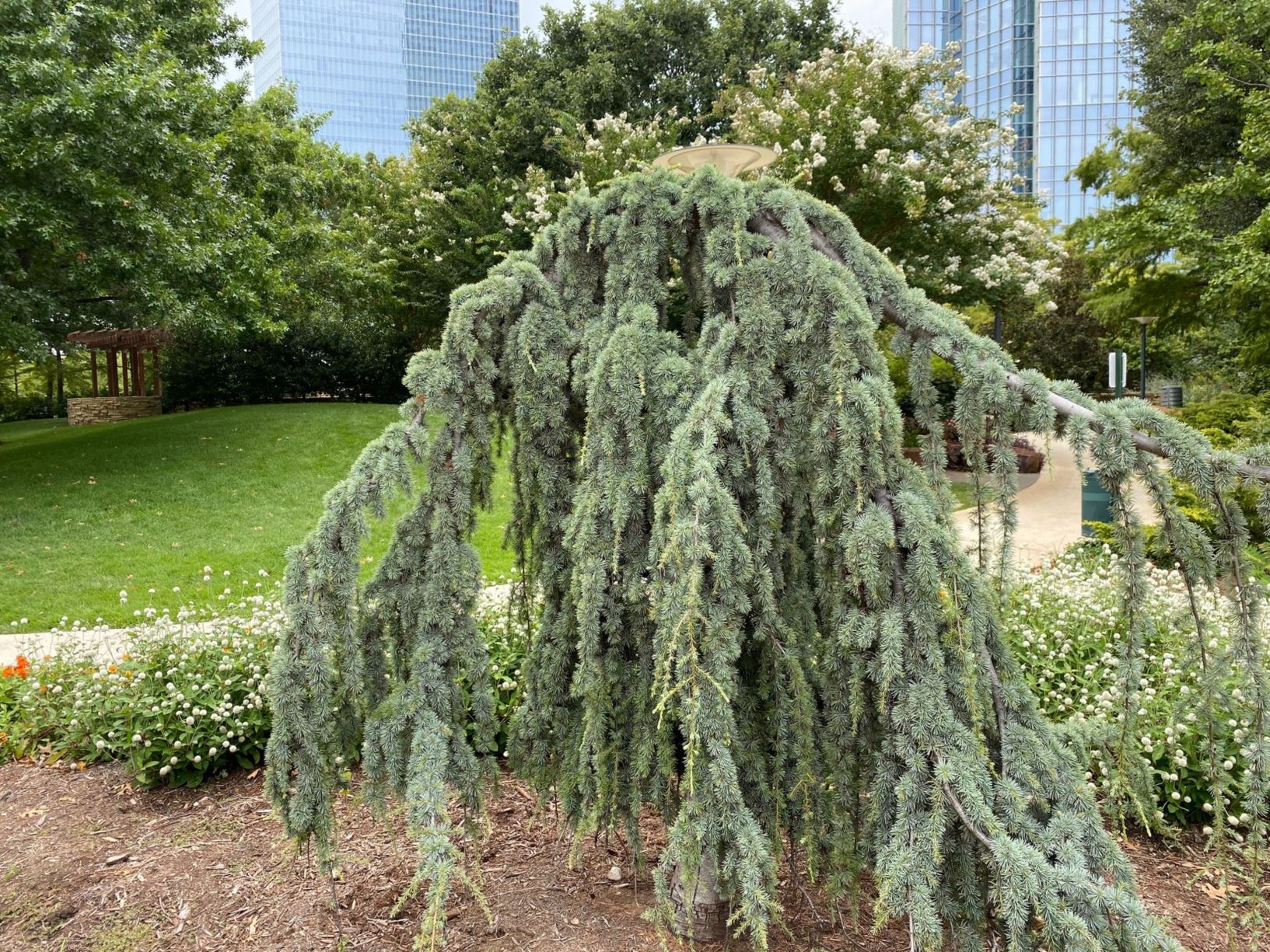 Cedrus atlantica 'Glauca Pendula' Weeping Blue Atlas Cedar Myriad Botanical Gardens