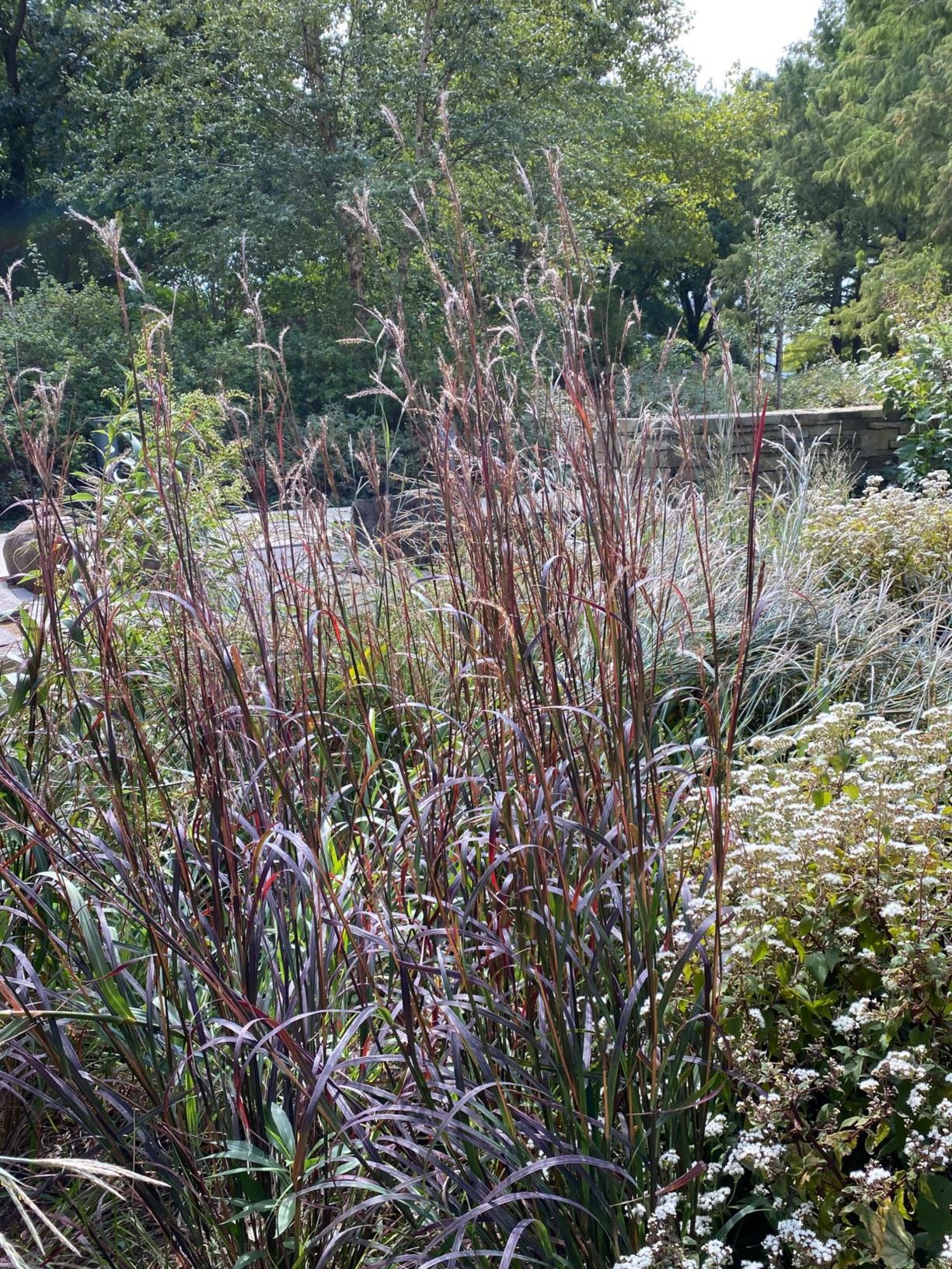 Andropogon gerardii 'Blackhawks' Big Blue Stem Myriad Botanical Gardens Oklahoma City, USA