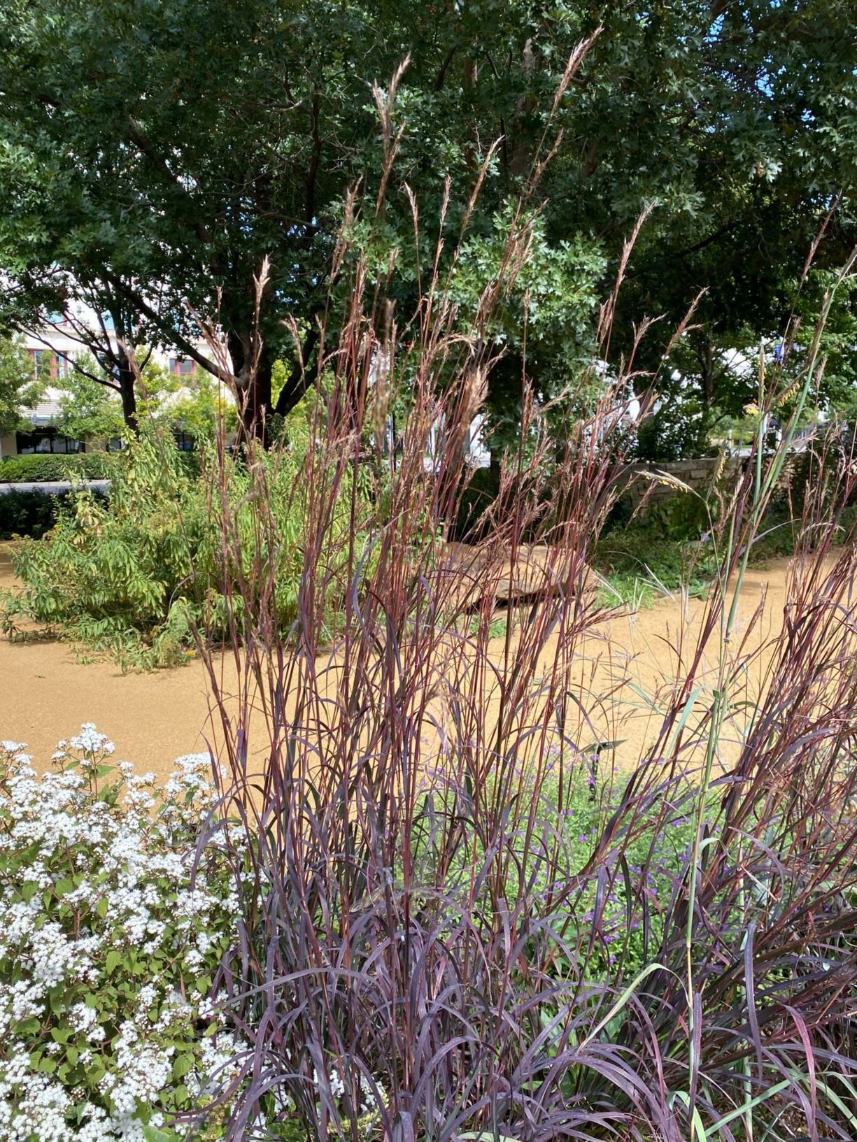 Andropogon gerardii 'Blackhawks' Big Blue Stem Myriad Botanical Gardens Oklahoma City, USA