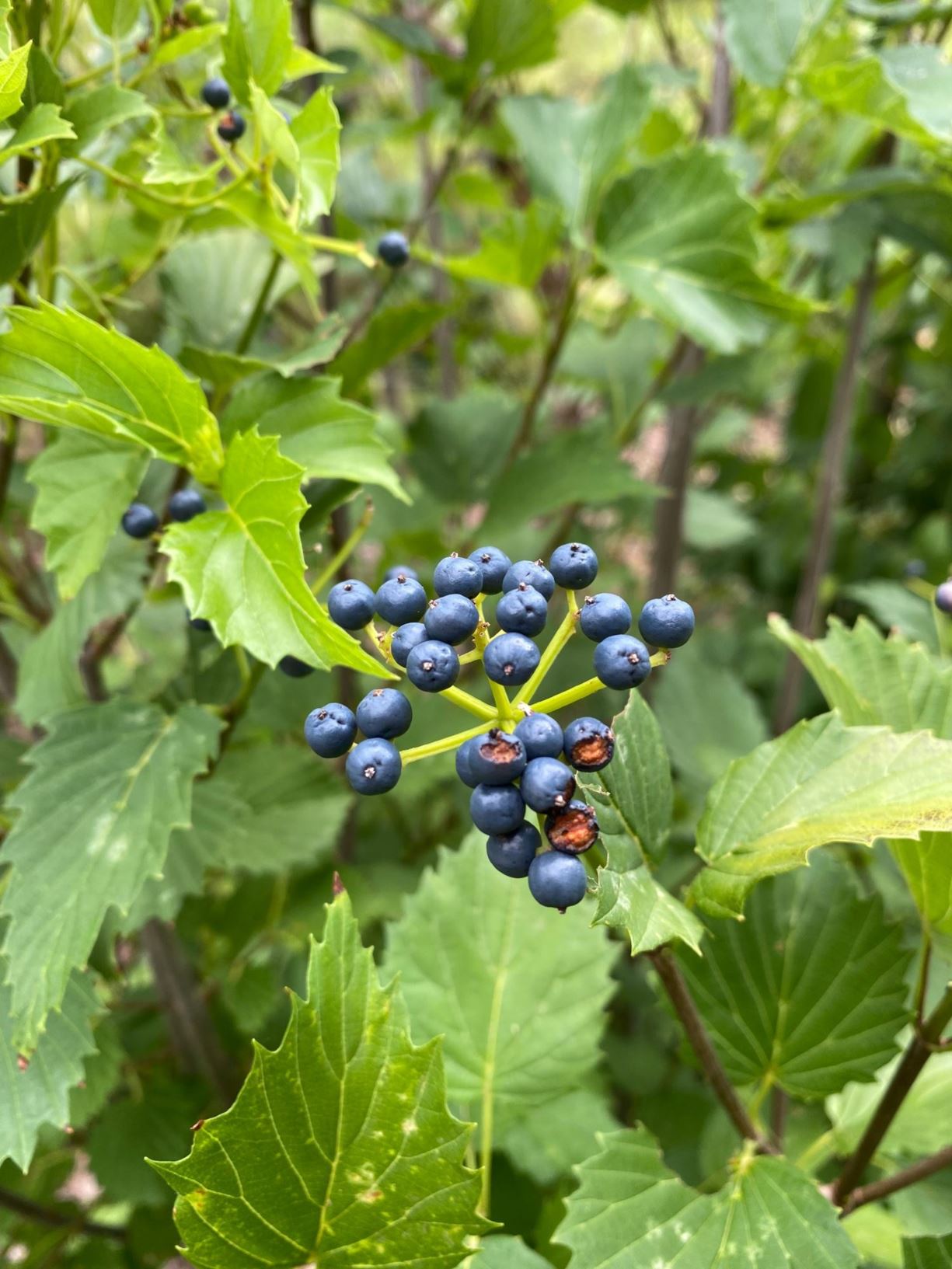 Viburnum dentatum 'Christom' Blue Muffin Arrowwood Viburnum Myriad