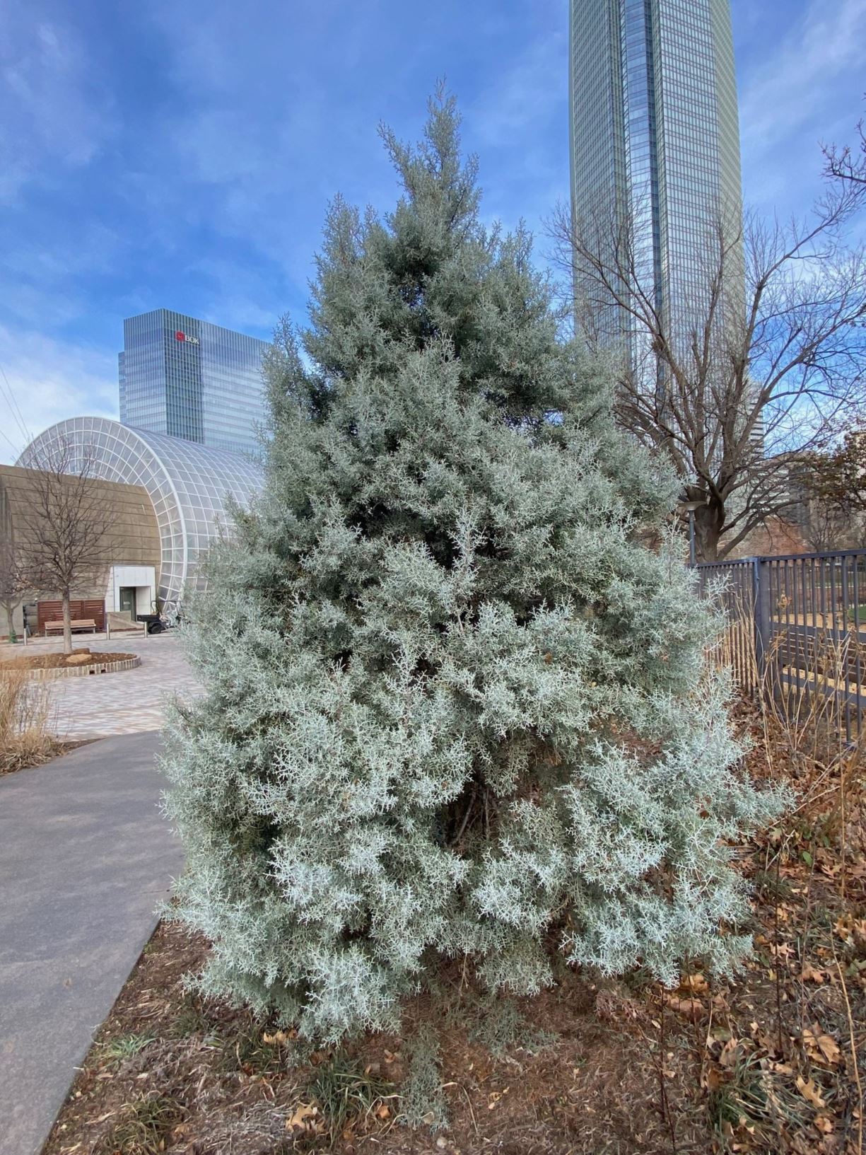 Cupressus arizonica 'Blue Pyramid' Arizona Cypress Myriad Botanical