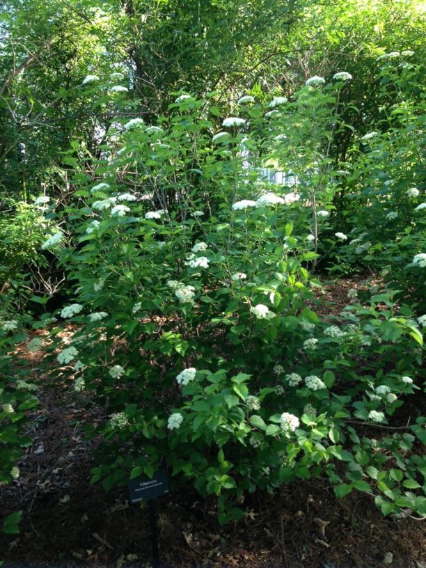 Viburnum dentatum 'Christom' Blue Muffin Arrowwood Viburnum Myriad