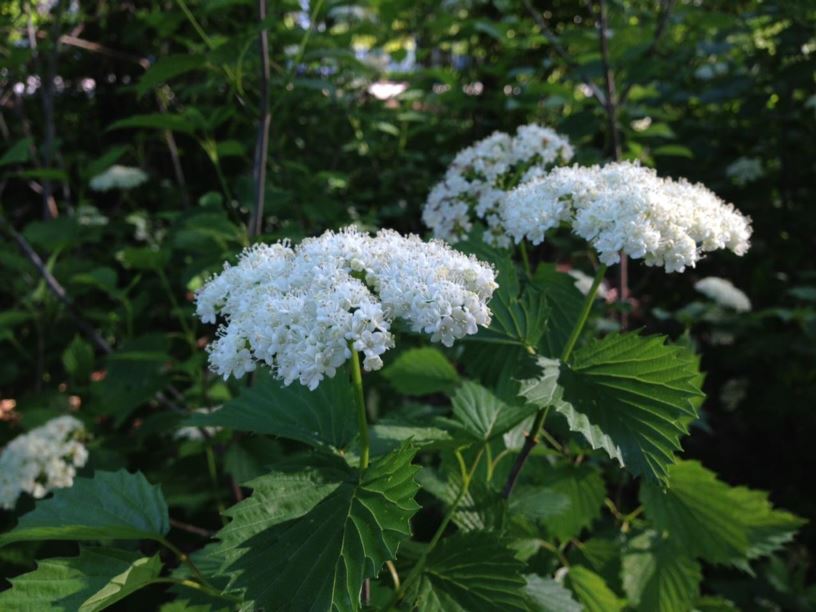 Viburnum dentatum 'Christom' Blue Muffin Arrowwood Viburnum Myriad