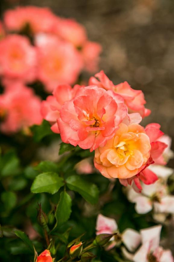Rosa 'Meiggili' Peach Drift Groundcover Rose Myriad Botanical