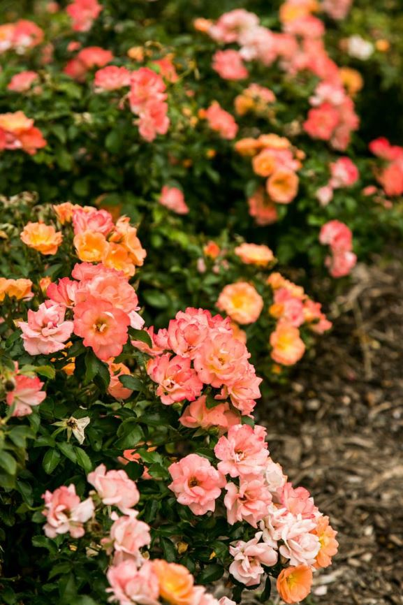 Rosa 'Meiggili' Peach Drift Groundcover Rose Myriad Botanical