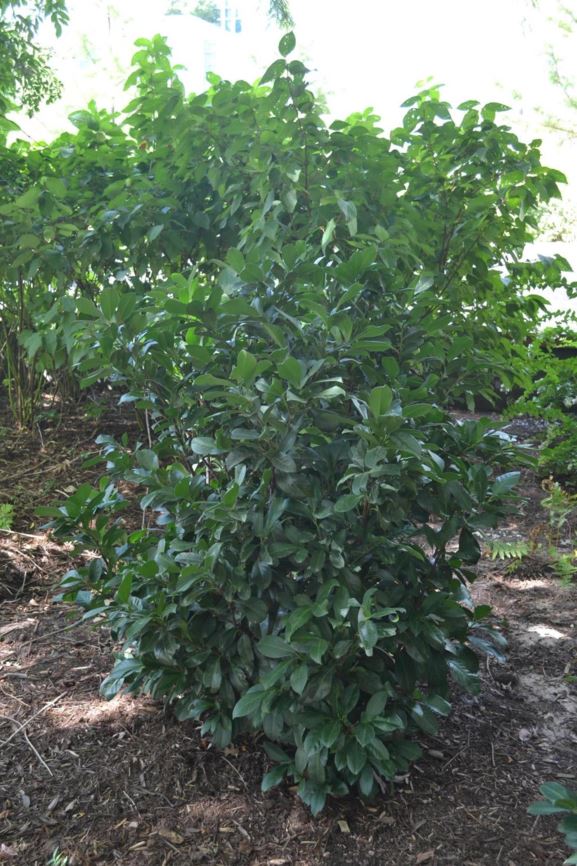Prunus laurocerasus Etna™ Cherry Laurel Myriad Botanical Gardens