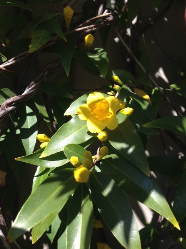 Gelsemium sempervirens Carolina Yellow Jessamine, False Jasmine