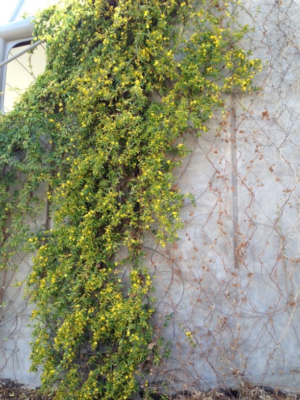 Gelsemium sempervirens Carolina Yellow Jessamine, False Jasmine