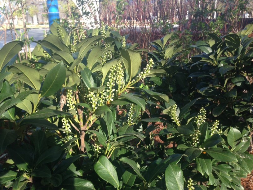 Prunus laurocerasus Etna™ Cherry Laurel Myriad Botanical Gardens