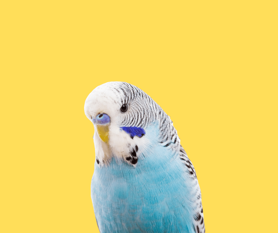 All About Budgies myBird