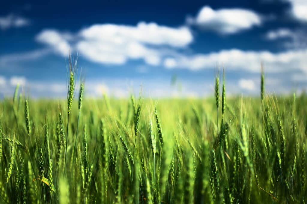 Does Grass Have Flowers? (All You Need To Know) My Robot Mower