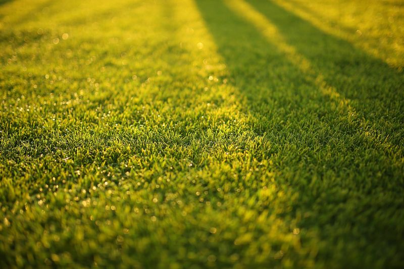 Does Grass Grow In Winter? (And How To Help It Thrive) My Robot Mower