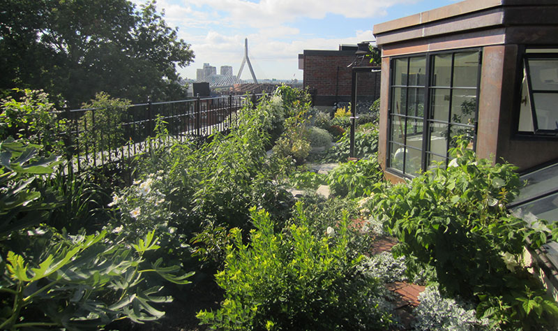 INTENSIVE GREEN ROOF