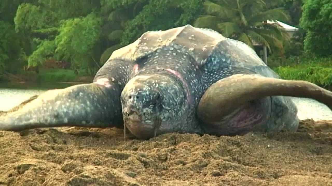 Sea Turtles Begin Nesting In Myrtle Beach This Weekend MyrtleBeachSC News