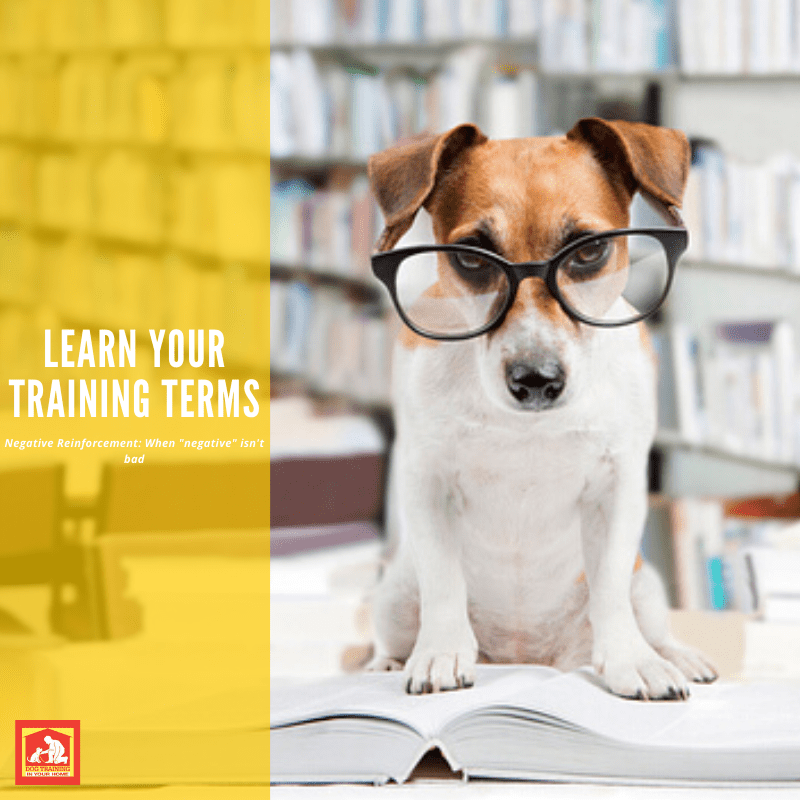 Let's Learn Training Terms Negative Reinforcement Dog Training In Your Home
