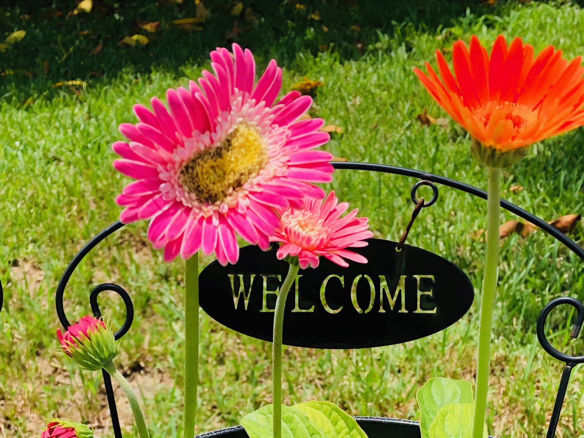 Flowers My Sandcastle Creations