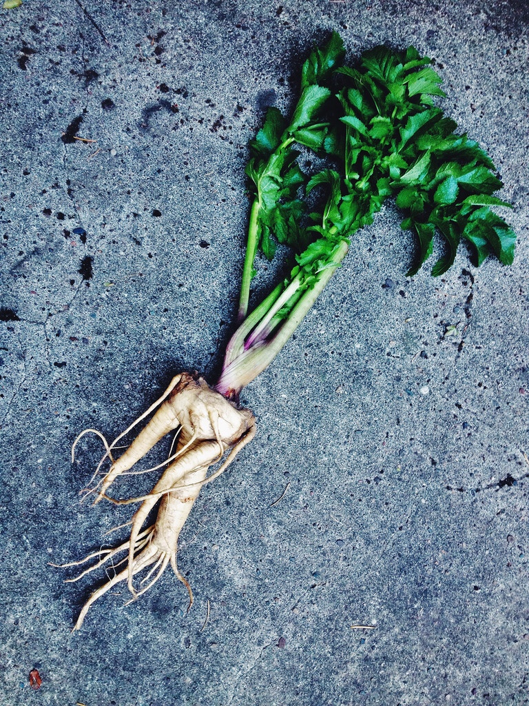 Mandrake (mandragora officinarum) Mark Beré Peterson The Humanities