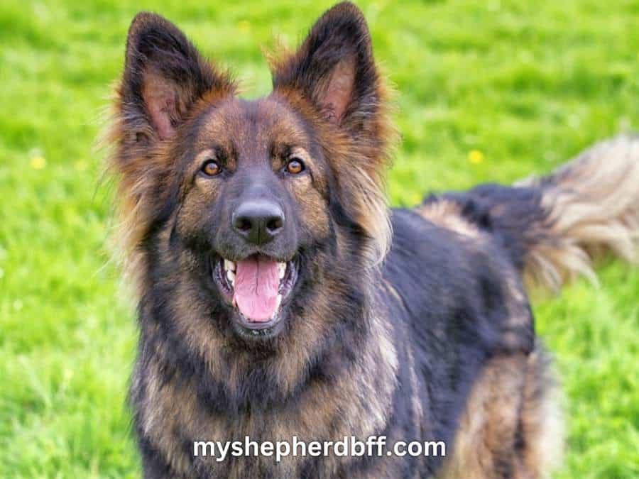 Red Sable German Shepherd Ultimate Combination of Beauty and Brains