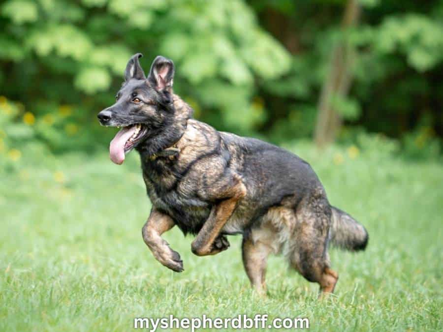 German Shepherd Colors All 14 Shades Explained In Detail