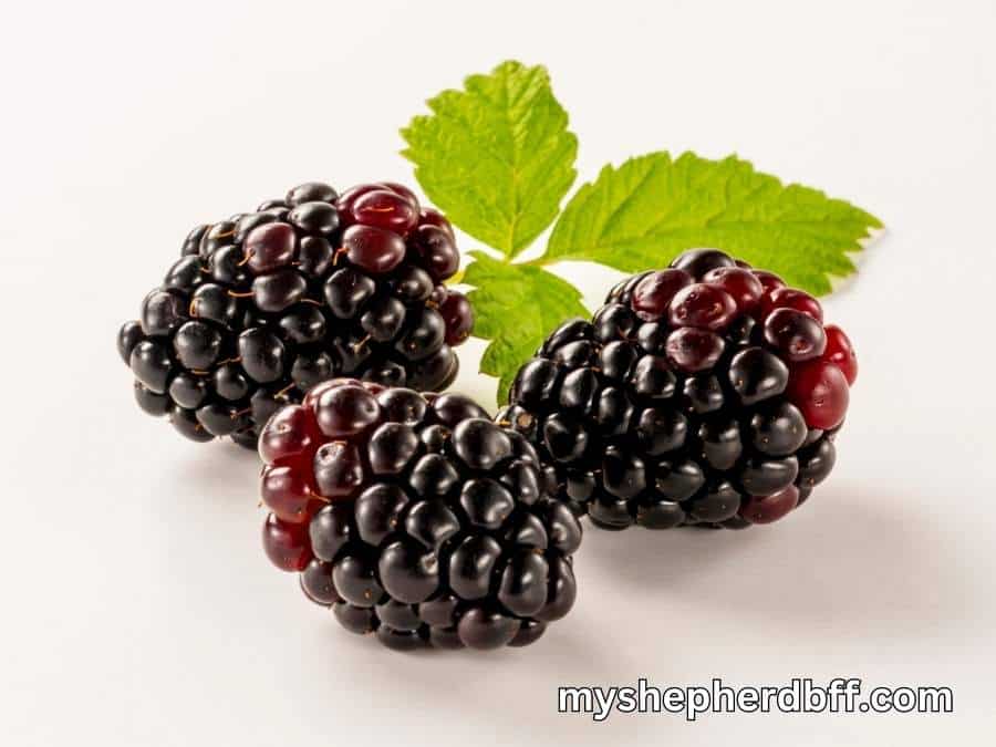 39 Fruits That German Shepherds Can Eat & 14 That They Can't