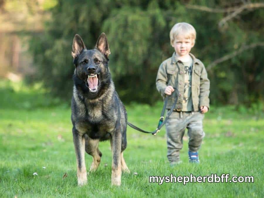 Are German Shepherds Protective? My Personal Story