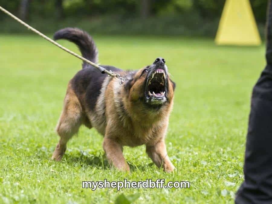 Can a German Shepherd Kill You? Analyzing The Threat Level