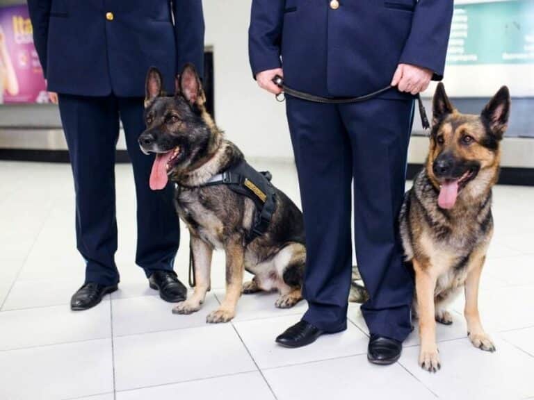 Why Are German Shepherds Police Dogs?