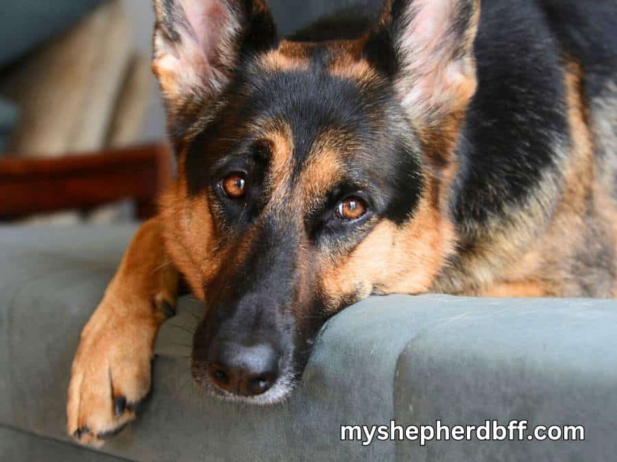 Can German Shepherds Be Left Alone? Tips & Insights