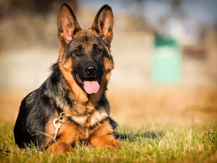 German Shepherd Pyoderma Treatment At Home