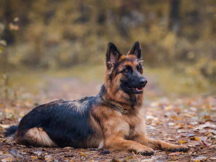Neuter or Spay Your German Shepherd Timing, Pros & Cons