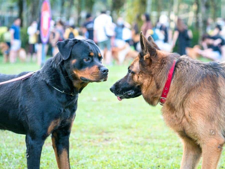 Are German Shepherds Good With Other Dogs?