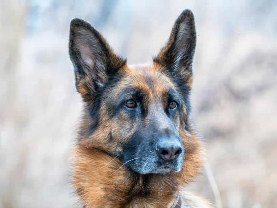 Pros & Cons of Adopting a Senior German Shepherd
