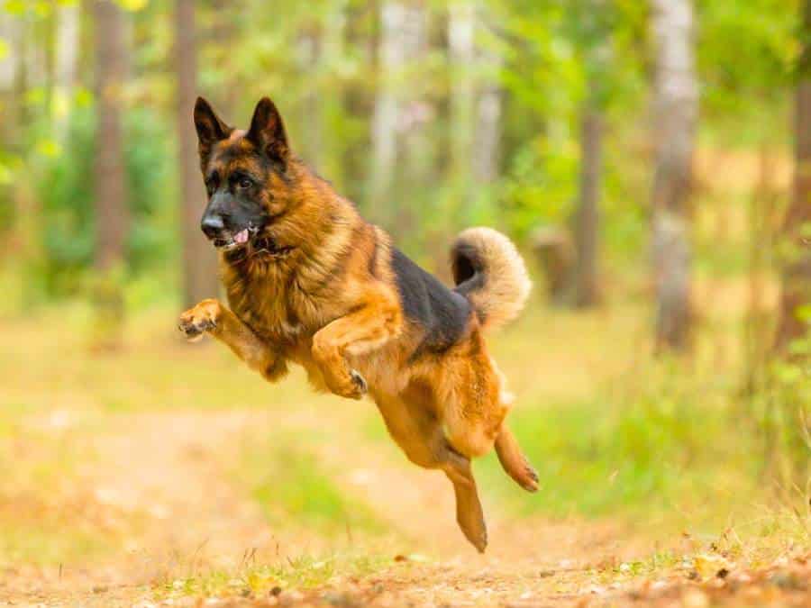 Why Is My German Shepherd So Hyper? 10 Tips To Calm Them