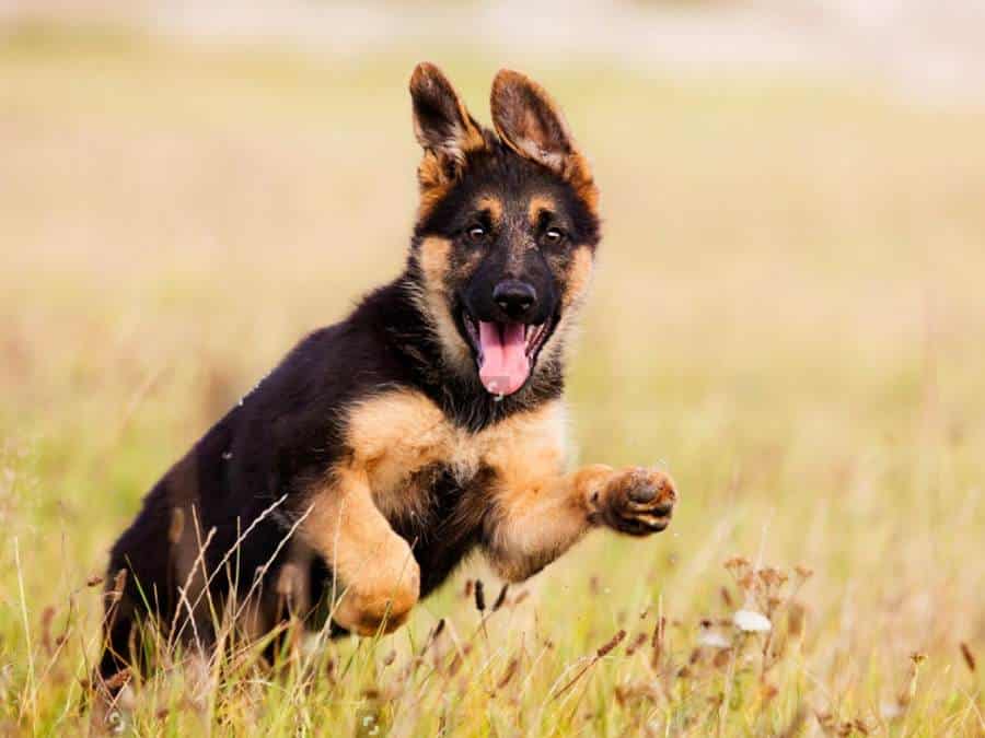 Why Is My German Shepherd So Hyper? 10 Tips To Calm Them
