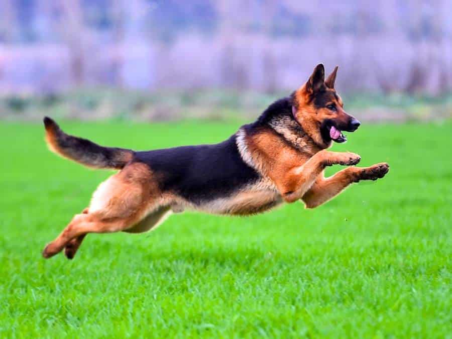 Why Is My German Shepherd So Hyper? 10 Tips To Calm Them
